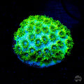 WWC Leafy Greens Cyphastrea