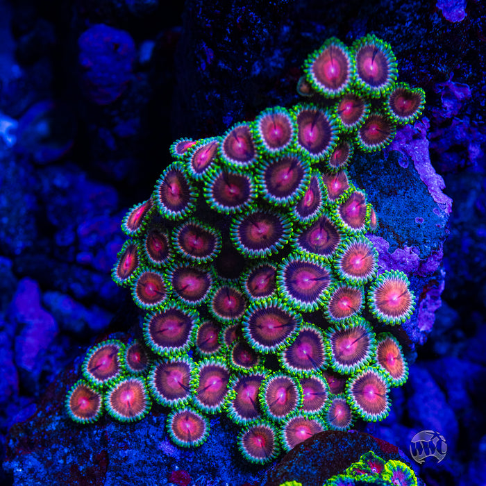 WWC Lucky Kentucky Zoanthids