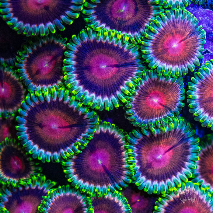 WWC Lucky Kentucky Zoanthids