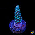 Man on the Moon Hoeksemai Acropora