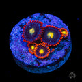 WWC Mandarin Monster Zoanthids