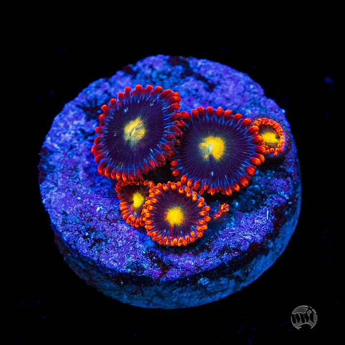 WWC Mandarin Monster Zoanthids
