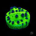 WWC Mardi Gras Cyphastrea