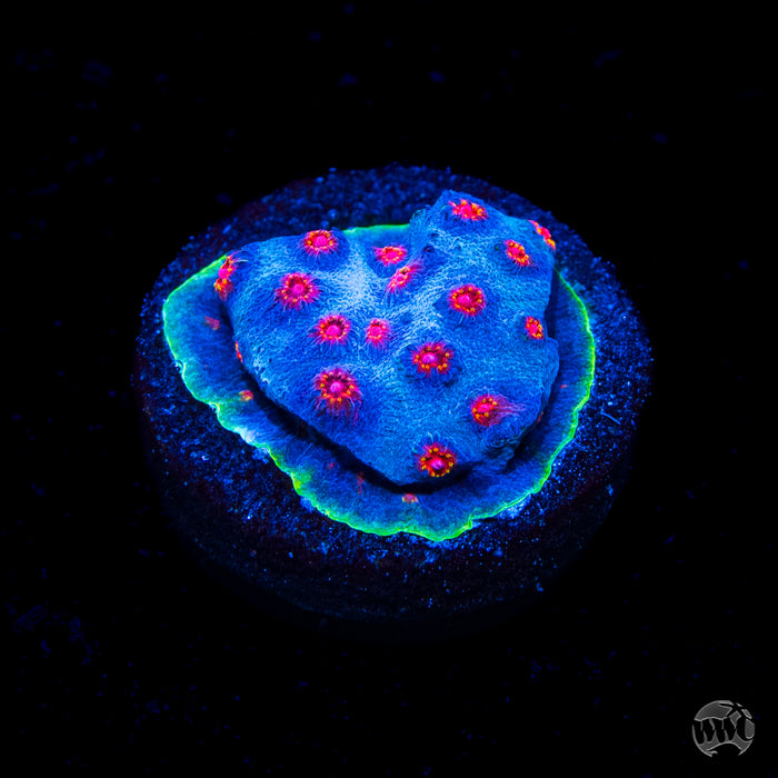 WWC Master Blaster Cyphastrea Coral