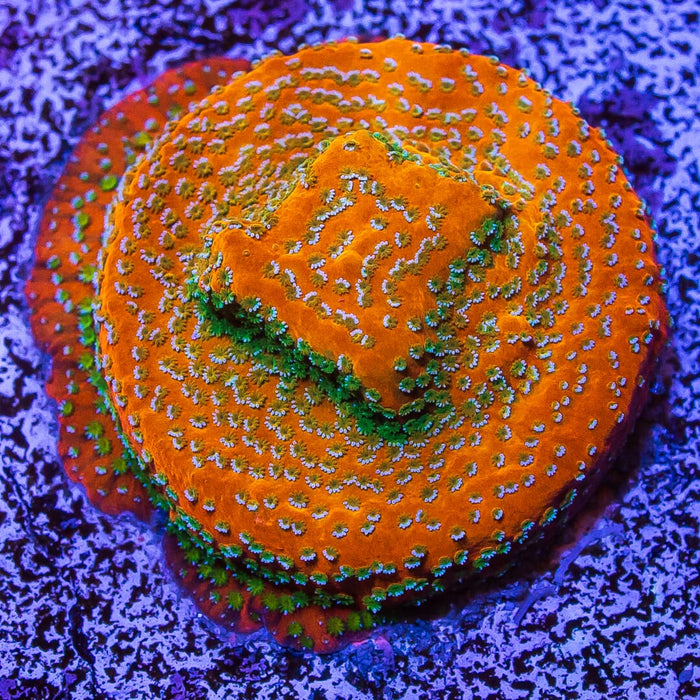 WWC Megachrome Montipora