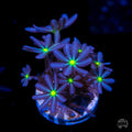WWC Midnight Daisy Polyps Coral