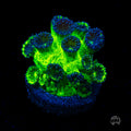 WWC Mint Chip Plesiastrea Coral