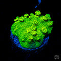 WWC Neon Astreopora Coral