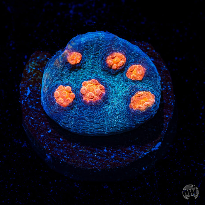WWC Pumpkin Head Mycedium Chalice Coral