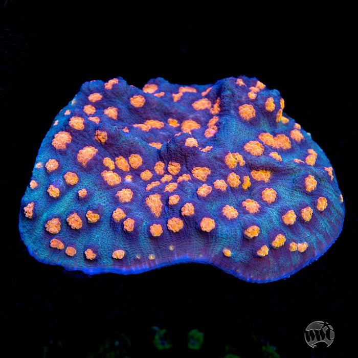 WWC Pumpkin Head Mycedium Chalice Coral