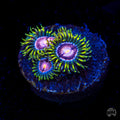 WWC Purple Pinwheel Zoanthids