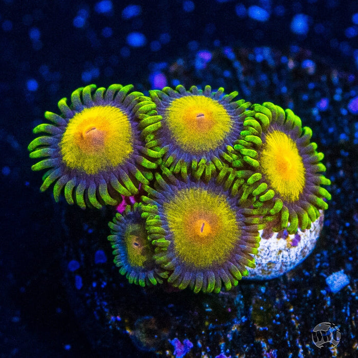 WWC Queen Midas Zoanthids
