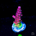 WWC Red Bull Acropora