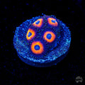 WWC Red Bull Zoanthids