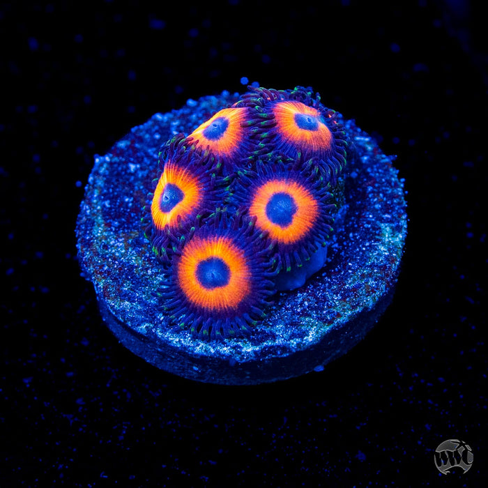WWC Red Bull Zoanthids