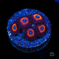 WWC Red Bull Zoanthids