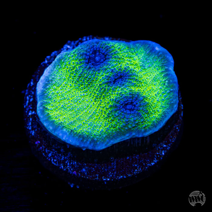 WWC Sour Grapes Echino Chalice Coral