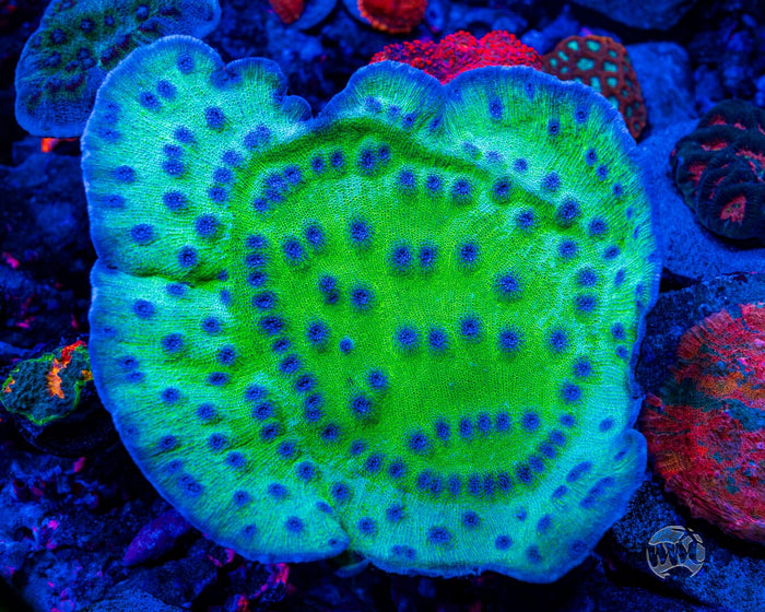 WWC Sour Grapes Echino Chalice Coral
