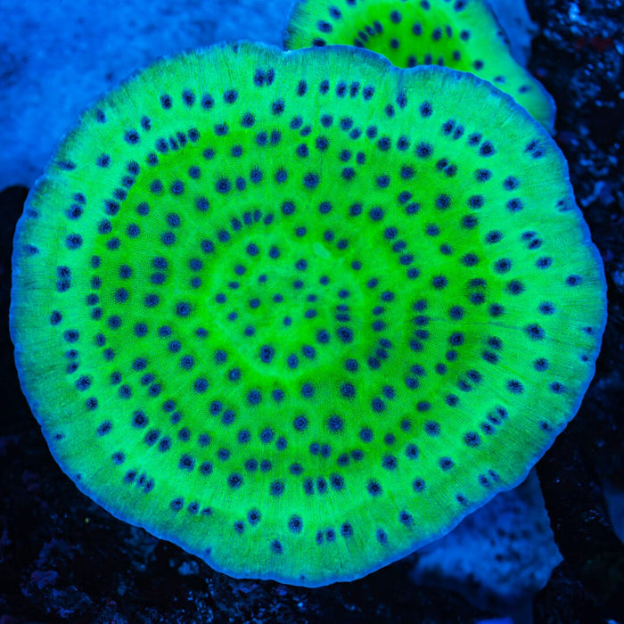 WWC Sour Grapes Echino Chalice Coral