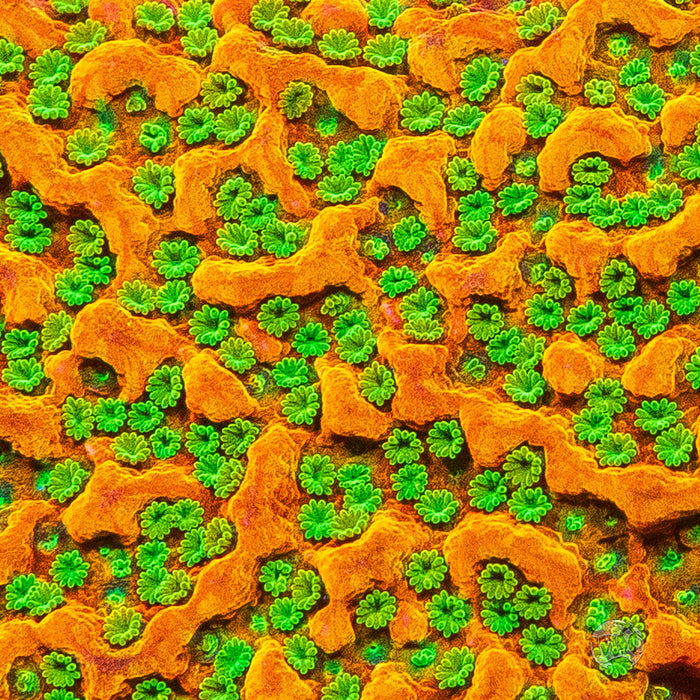 WWC Sunset Imposter Montipora