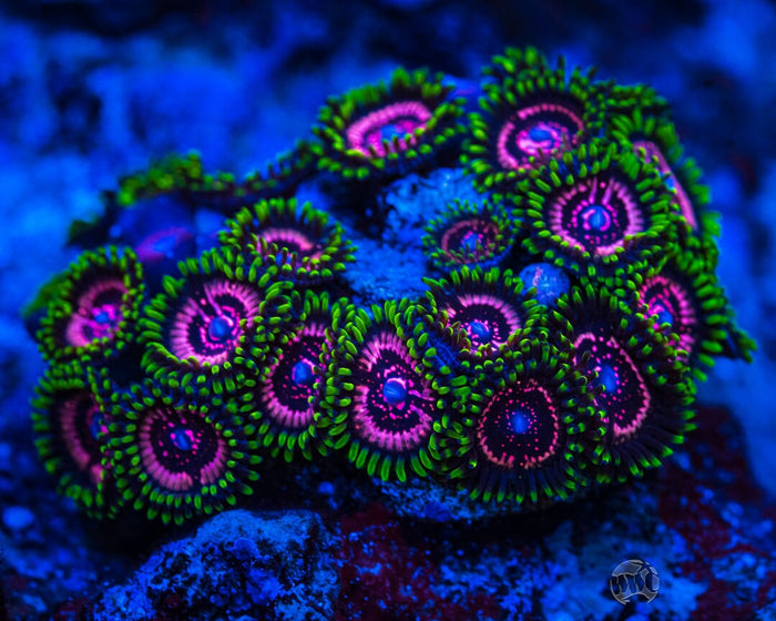 WWC Taser Zoanthids - Mother Colony Photo
