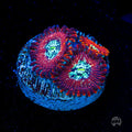 WWC Warlock Zoanthids
