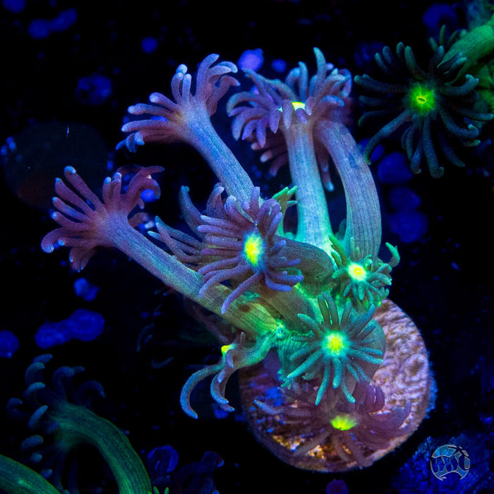 WWC Witches Finger Goniopora