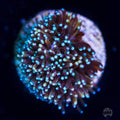 WWC Wolverine Galaxea Coral