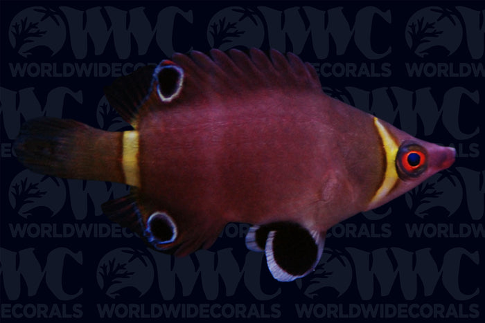 Yellow Banded Possum Wrasse - Philippines