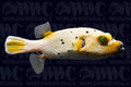 Yellow Face Dogface Pufferfish - Philippines